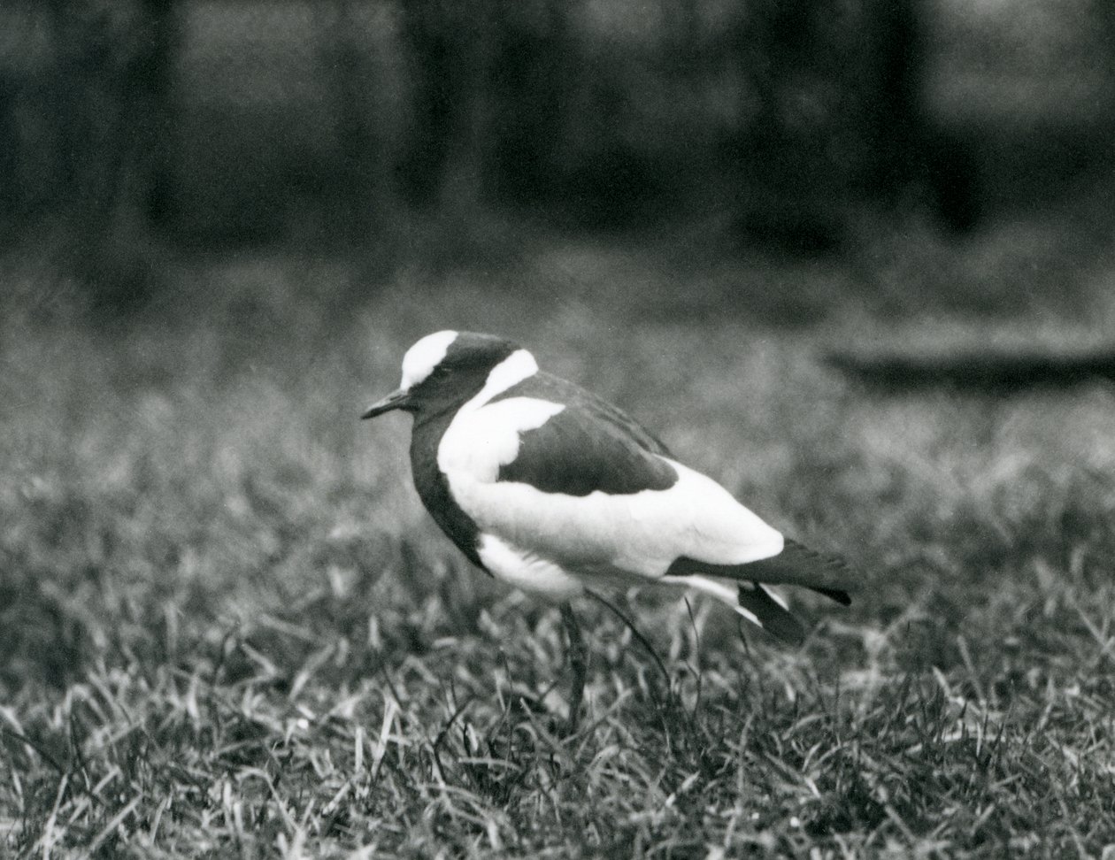 En smedvippe stående på gress i London Zoo, august 1927 av Frederick William Bond