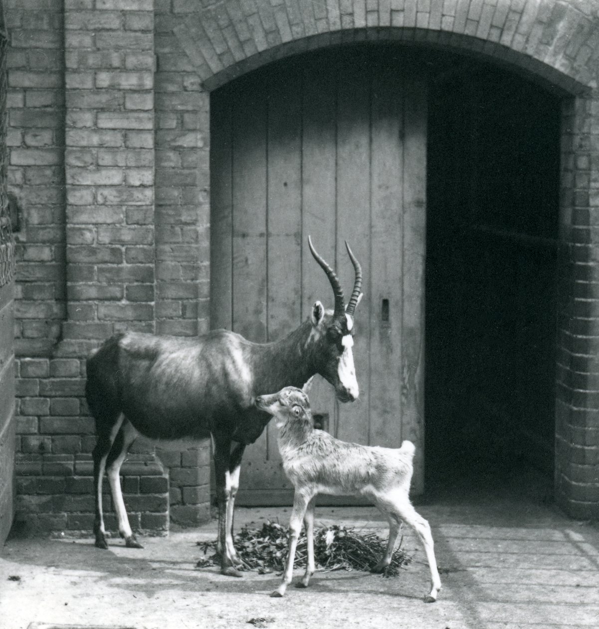 En blesbokkalv med moren i London Zoo, juni 1914 av Frederick William Bond