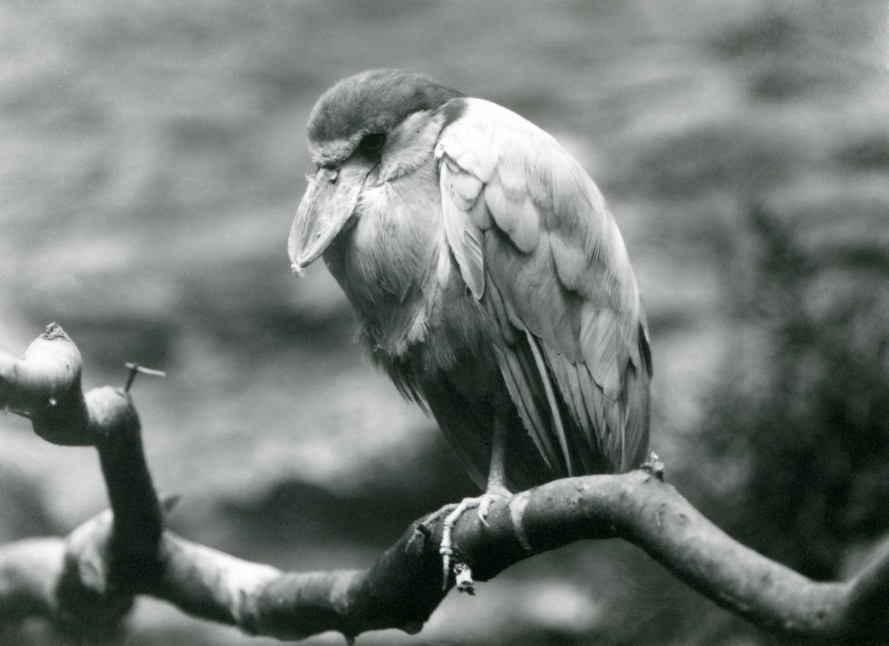 En båtnebbhegre, eller båtnebb, sittende på en gren i London Zoo, juni 1924 av Frederick William Bond