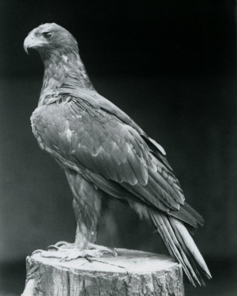 En støvlet ørn som står på en trestubbe i London Zoo i juni 1926 av Frederick William Bond
