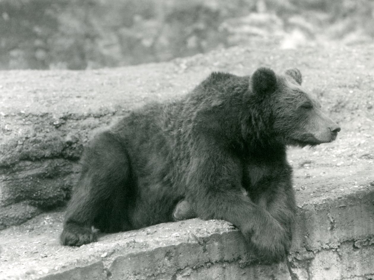 En brunbjørn hviler på en avsats i London Zoo i 1924 av Frederick William Bond