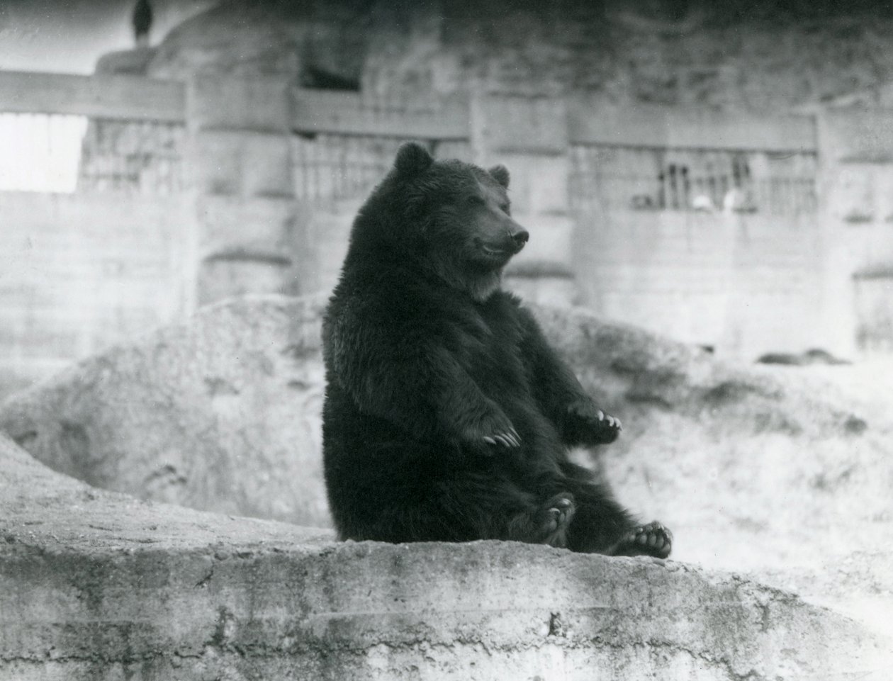 En brunbjørn sitter oppe i innhegningen ved foten av Mappin Terraces i London Zoo, september 1921 av Frederick William Bond