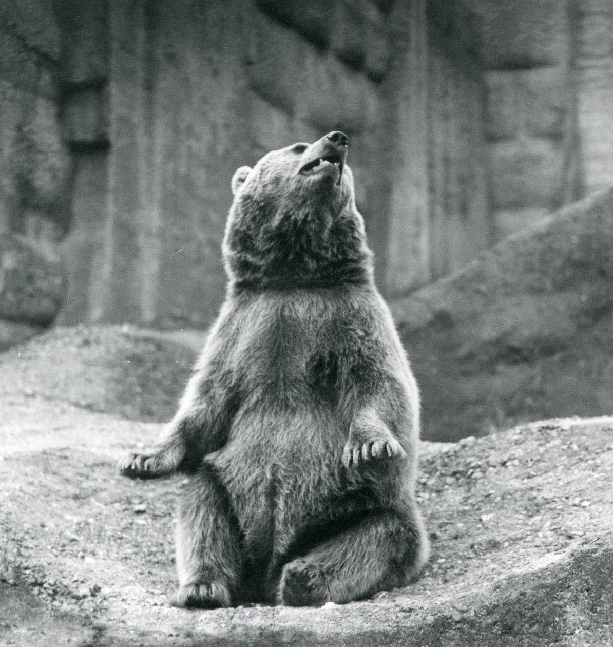 En brunbjørn som sitter oppe på en steinhylle ved London Zoo i september 1927 av Frederick William Bond