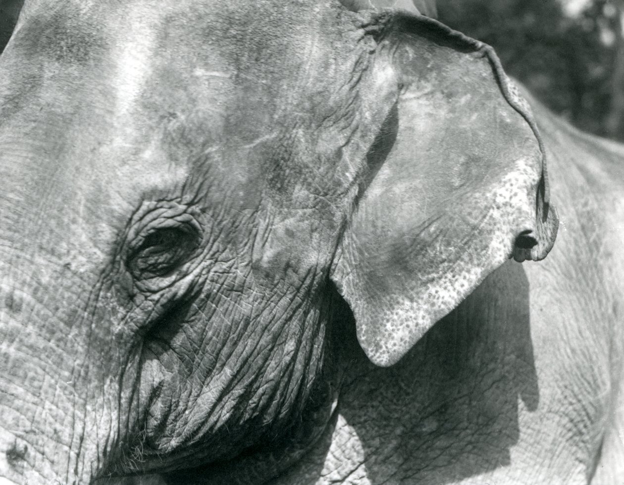 En burmesisk elefant, London Zoo, september 1926 av Frederick William Bond