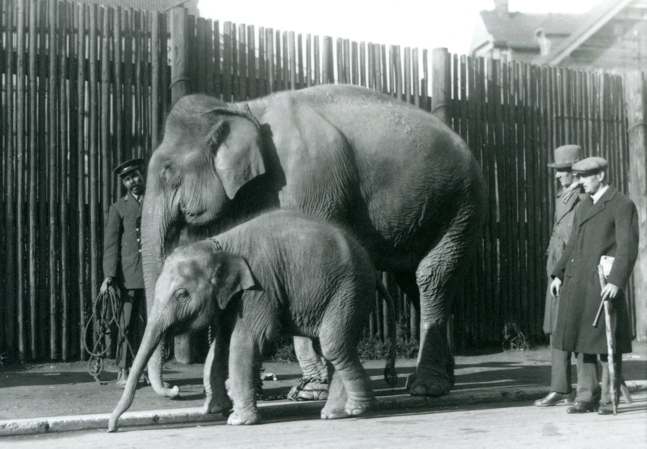 En burmesisk elefant og kalven hennes blir tatt med på tur av vokteren deres, mens to andre menn ser på av Frederick William Bond