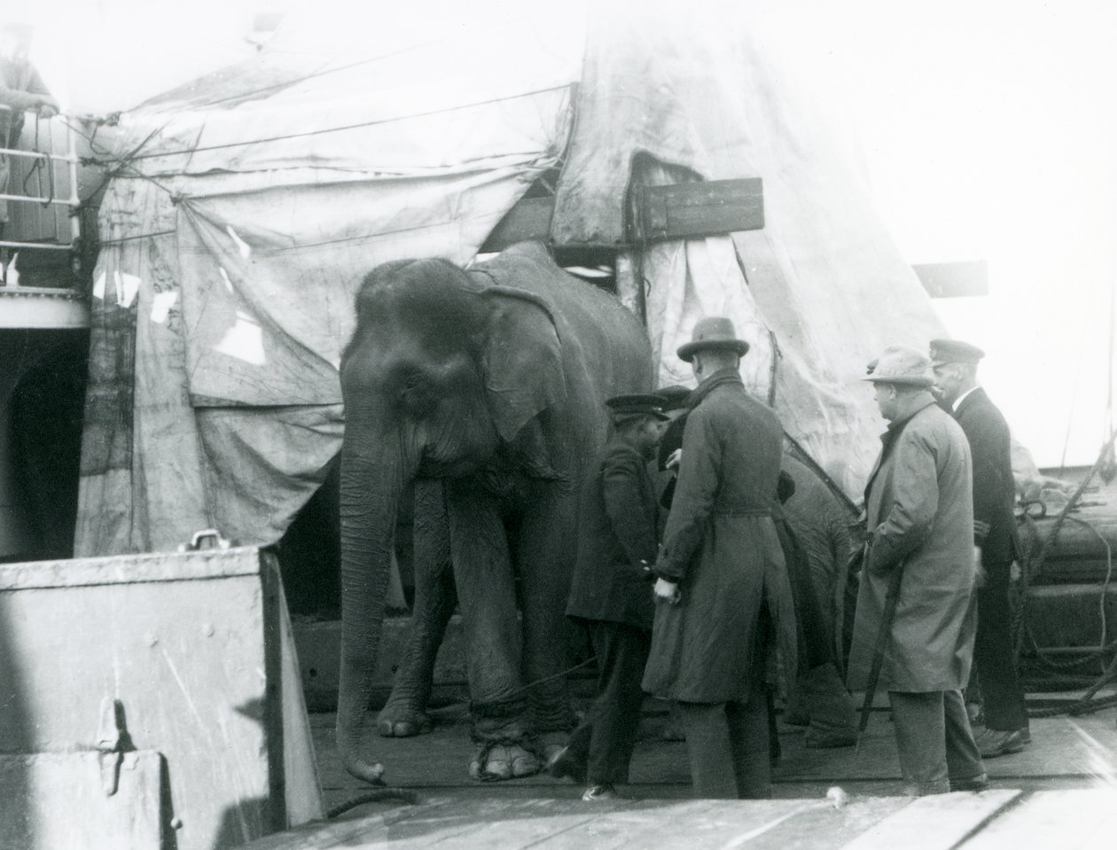 En burmesisk elefant skjermet delvis under en presenning på dekk, med en trener og fire andre menn, på reise til London Zoo i 1927 (s/hv-bilde) av Frederick William Bond