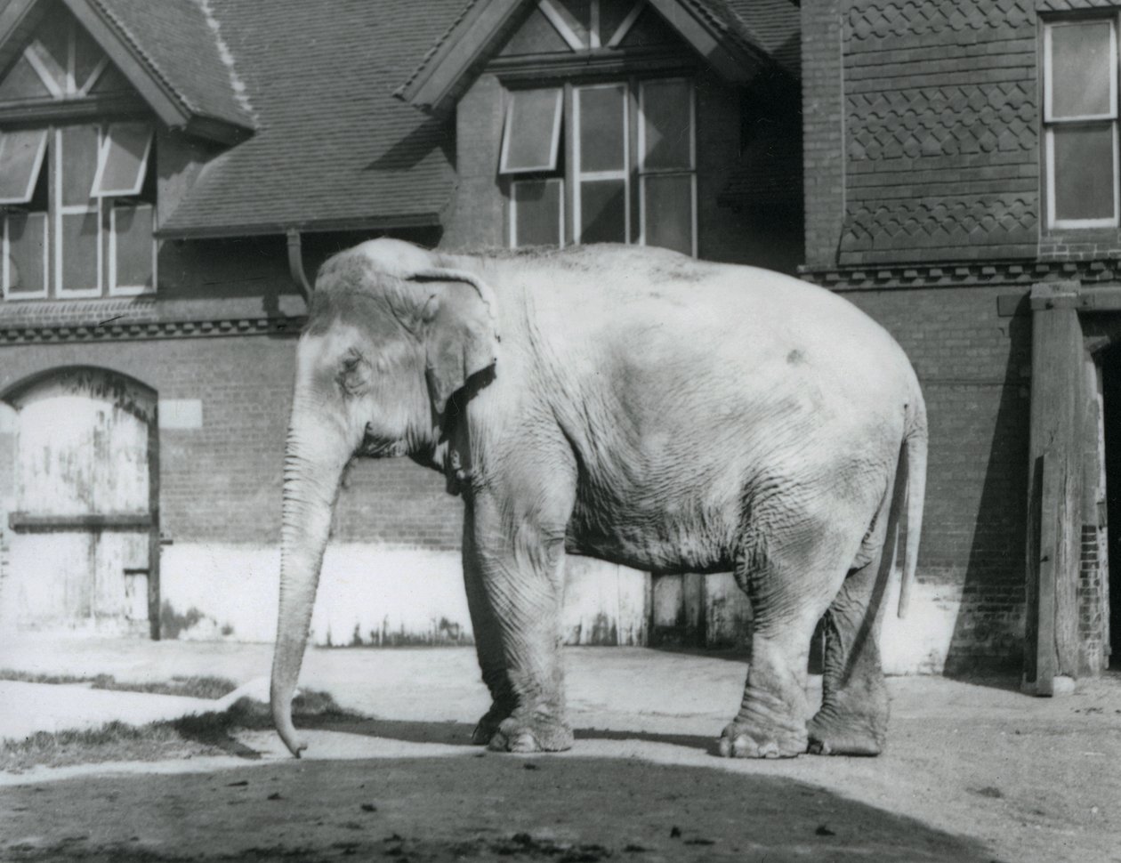 En burmesisk elefant som står utenfor Elephant House, London Zoo av Frederick William Bond