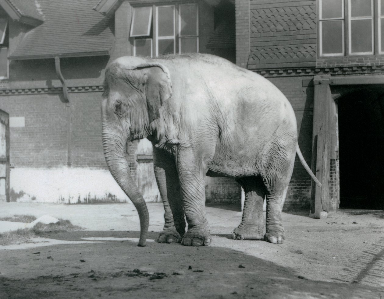 En burmesisk elefant som står utenfor Elephant House i London Zoo i 1929 (s/hv-bilde) av Frederick William Bond