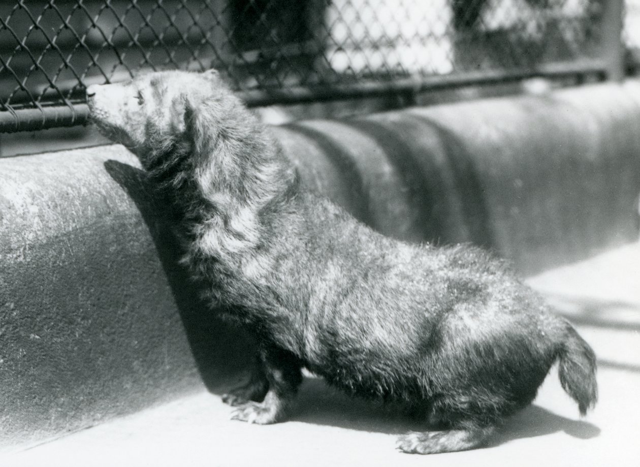 En buskhund i London Zoo, juni 1925 av Frederick William Bond