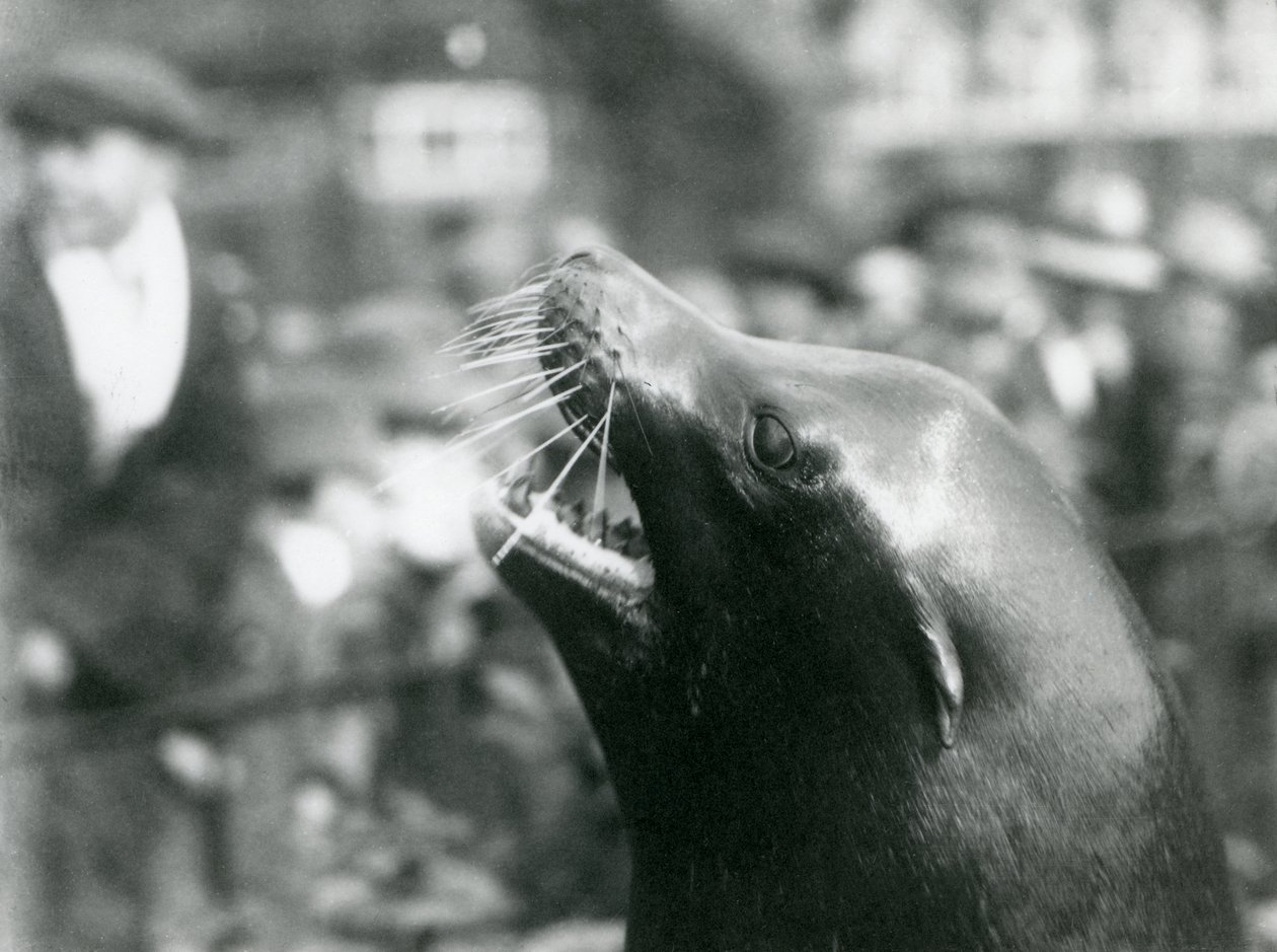 En California Sea Lion i London Zoo, oktober 1924 av Frederick William Bond