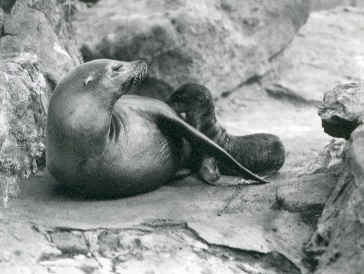 En sjøløve fra California som ammer sin én time gamle valp, London Zoo, juli 1925 av Frederick William Bond
