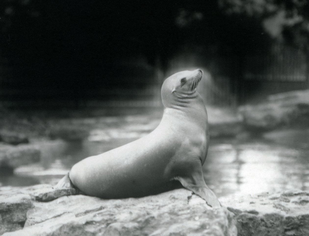 En sjøløve i California sitter på en stein ved siden av bassenget hennes, London Zoo, september 1925 av Frederick William Bond