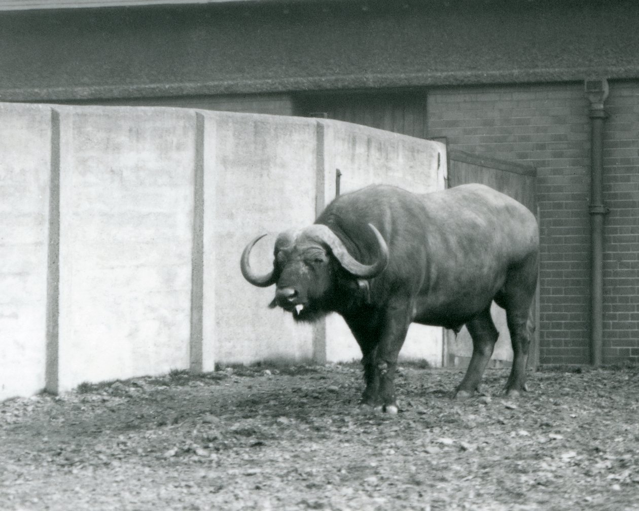 En kappe/afrikansk bøffelokse som står på bar jord, ved siden av betongveggen til innhegningen i London Zoo i 1928 (s/hv-bilde) av Frederick William Bond