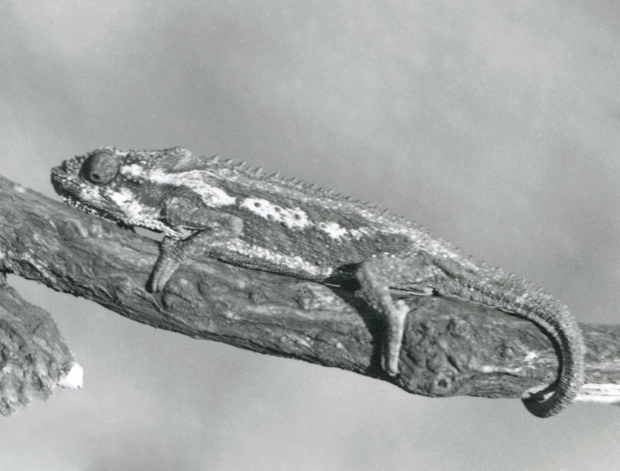 En Cape Dwarf Chameleon som holder på en gren, London Zoo, 1927 av Frederick William Bond