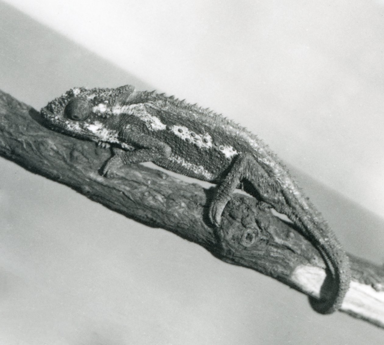 En Cape Dwarf Chameleon som holder på en gren, London Zoo, 1927 av Frederick William Bond