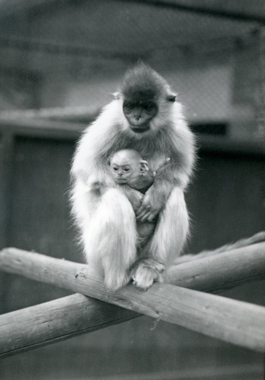 En Capped Langur holder baby mens han sitter på en bjelke. London Zoo, 6. oktober 1913 av Frederick William Bond