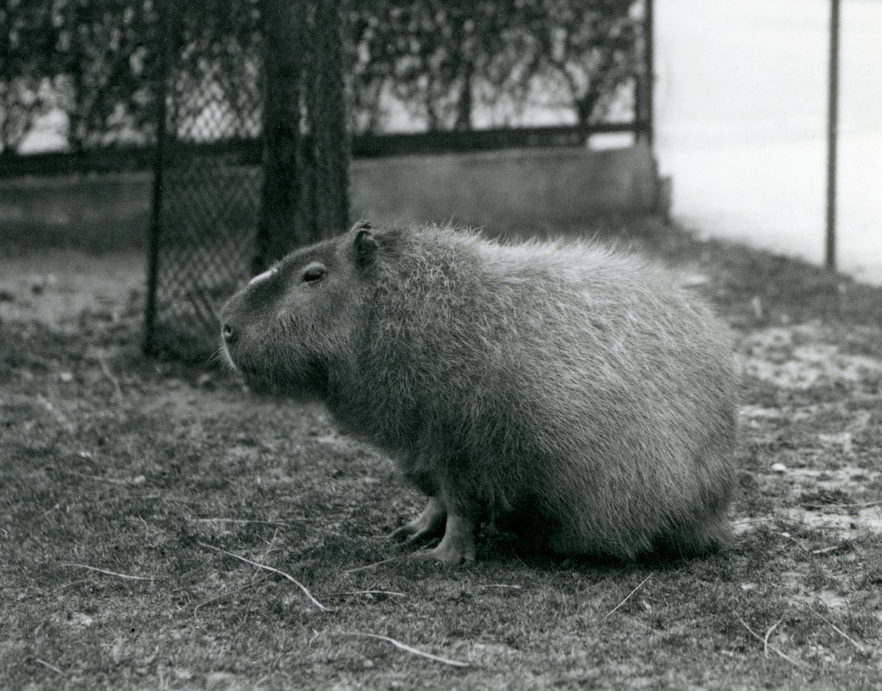 En kapybara som sitter i innhegningen i London Zoo i juni 1927 av Frederick William Bond