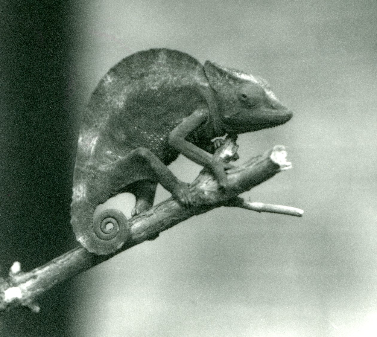 En kameleon som holder fast i enden av en gren, London Zoo, 1927 av Frederick William Bond
