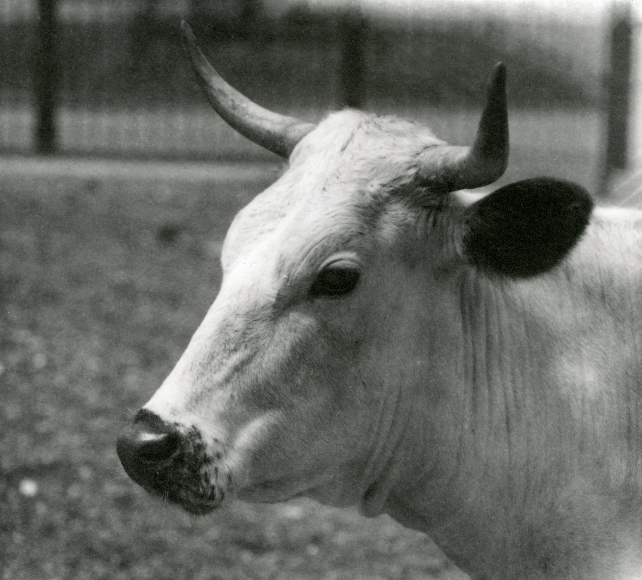 En Chartley-ku i London Zoo, juli 1924 av Frederick William Bond