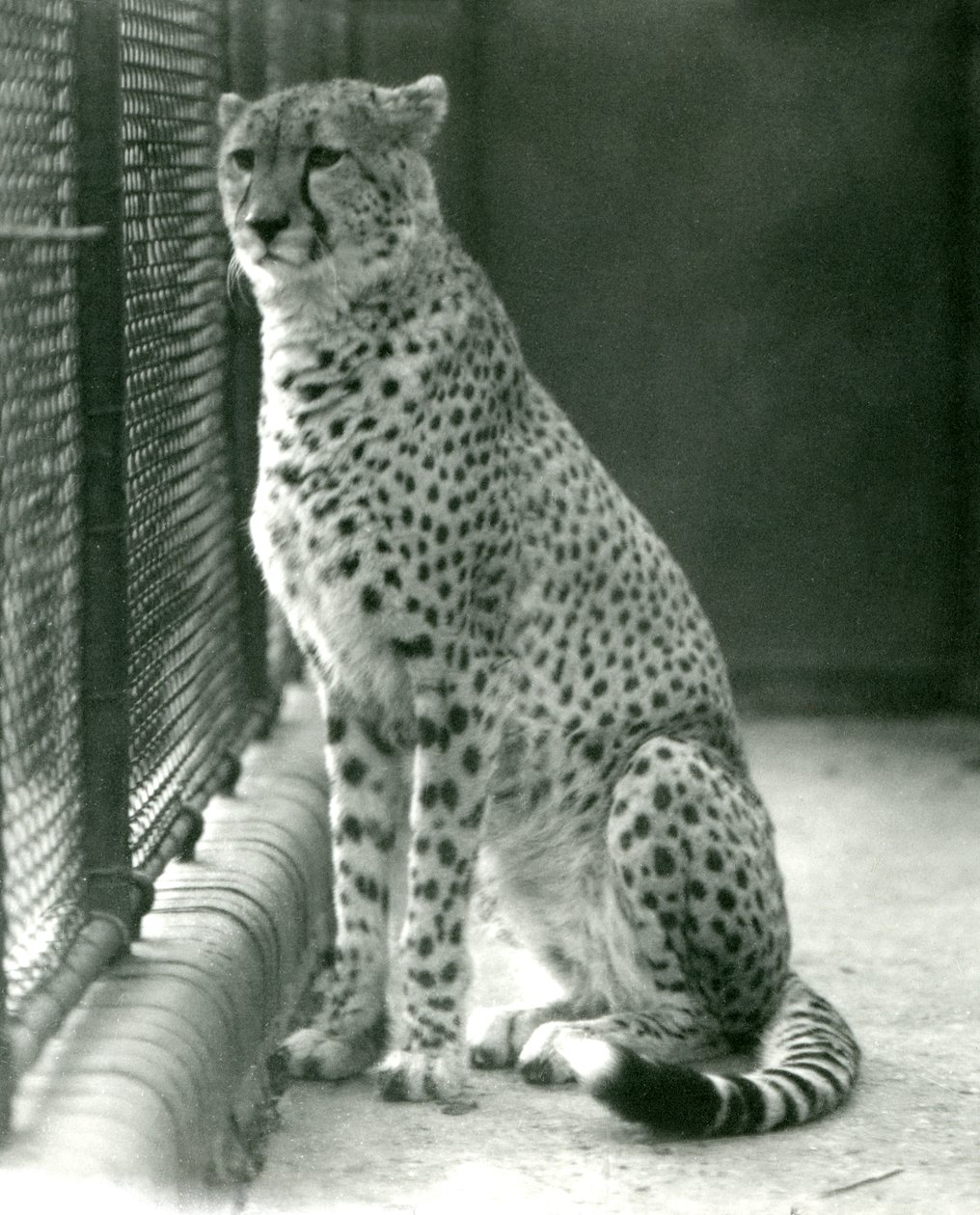 En gepard som sitter i innhegningen i London Zoo, oktober 1924 av Frederick William Bond