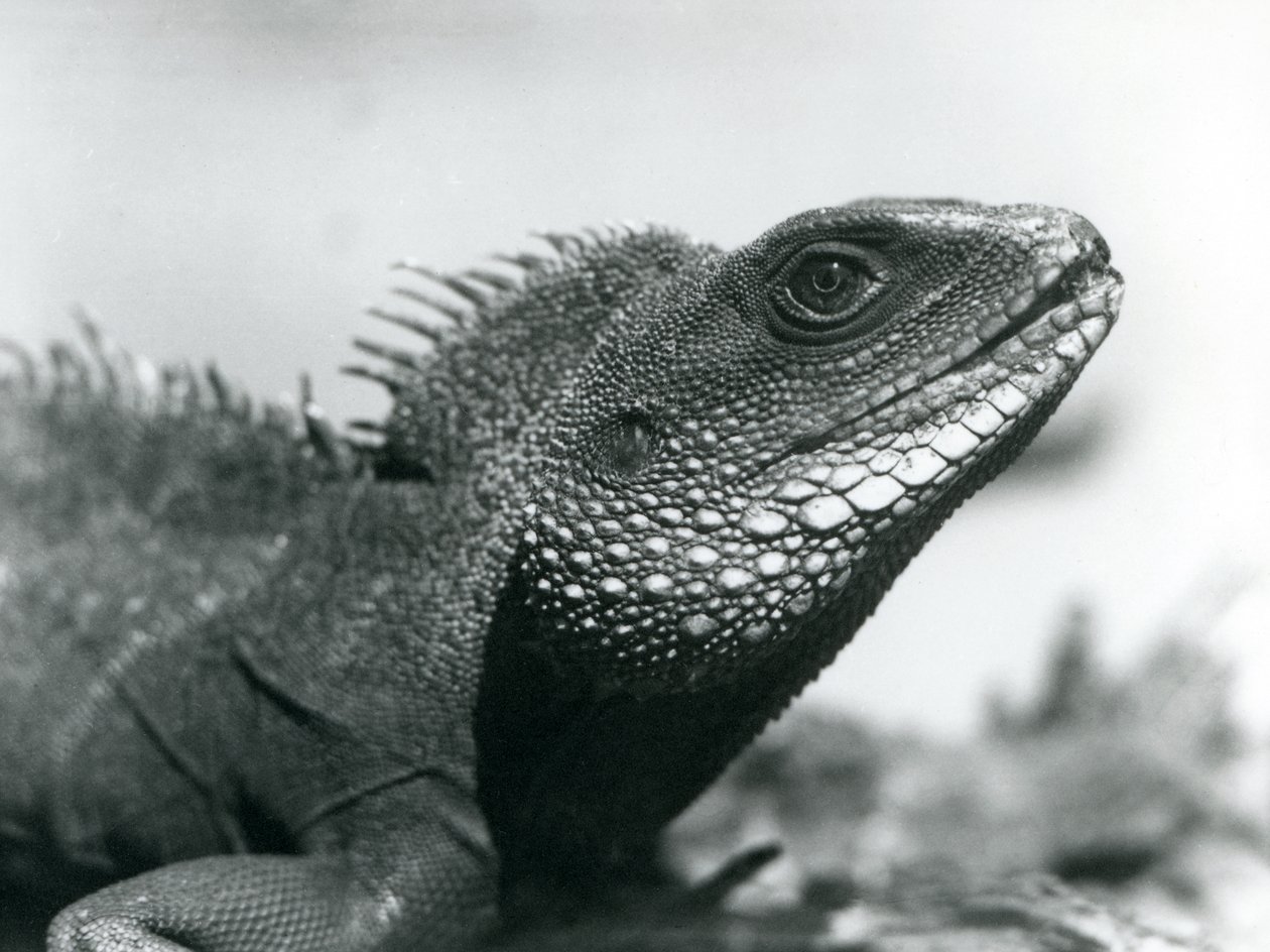 En kinesisk/asiatisk/thailandsk/grønn vanndrage i London Zoo i august 1928 (s/hvitt-bilde) av Frederick William Bond