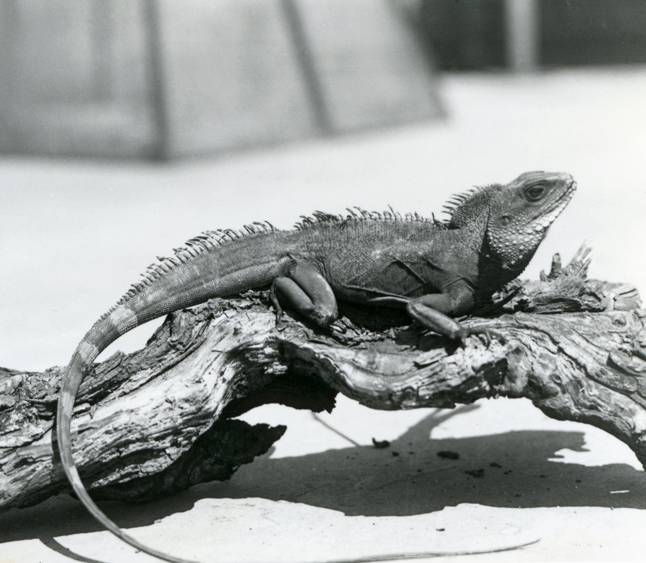 En kinesisk/asiatisk/thailandsk/grønn vanndrage hviler på en tømmerstokk i London Zoo i 1928 (s/hv-bilde) av Frederick William Bond