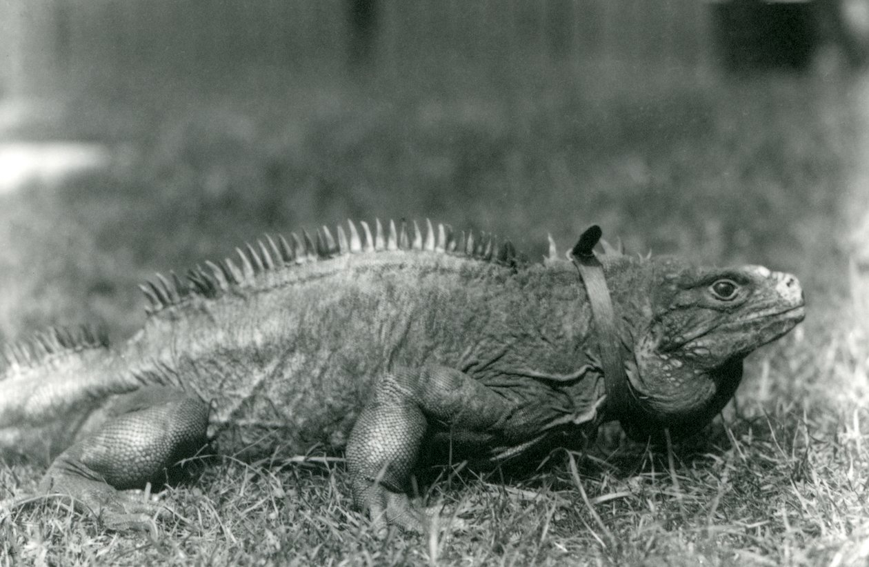 En Clouded Rock Iguana, iført en krage, gående på en plen i London Zoo, juli 1924 av Frederick William Bond