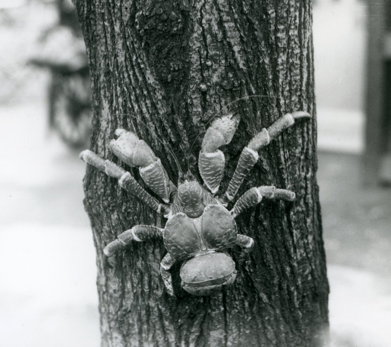 En kokosnøttrøverkrabbe som klatrer i et tre, London Zoo, 1927 av Frederick William Bond