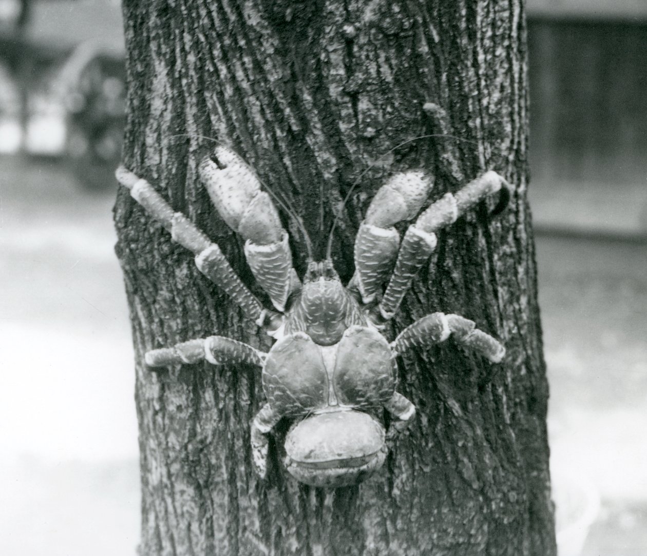En kokosnøttkrabbe, eller røverkrabbe, klatrer i et tre, London Zoo, juli 1927 av Frederick William Bond