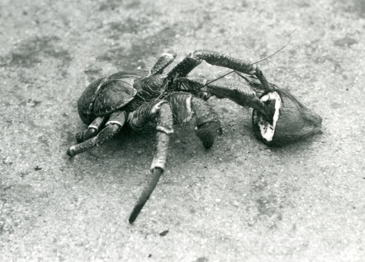 En kokosnøtt, eller røverkrabbe, som spiser kokosnøtt, London Zoo, juli 1927 av Frederick William Bond