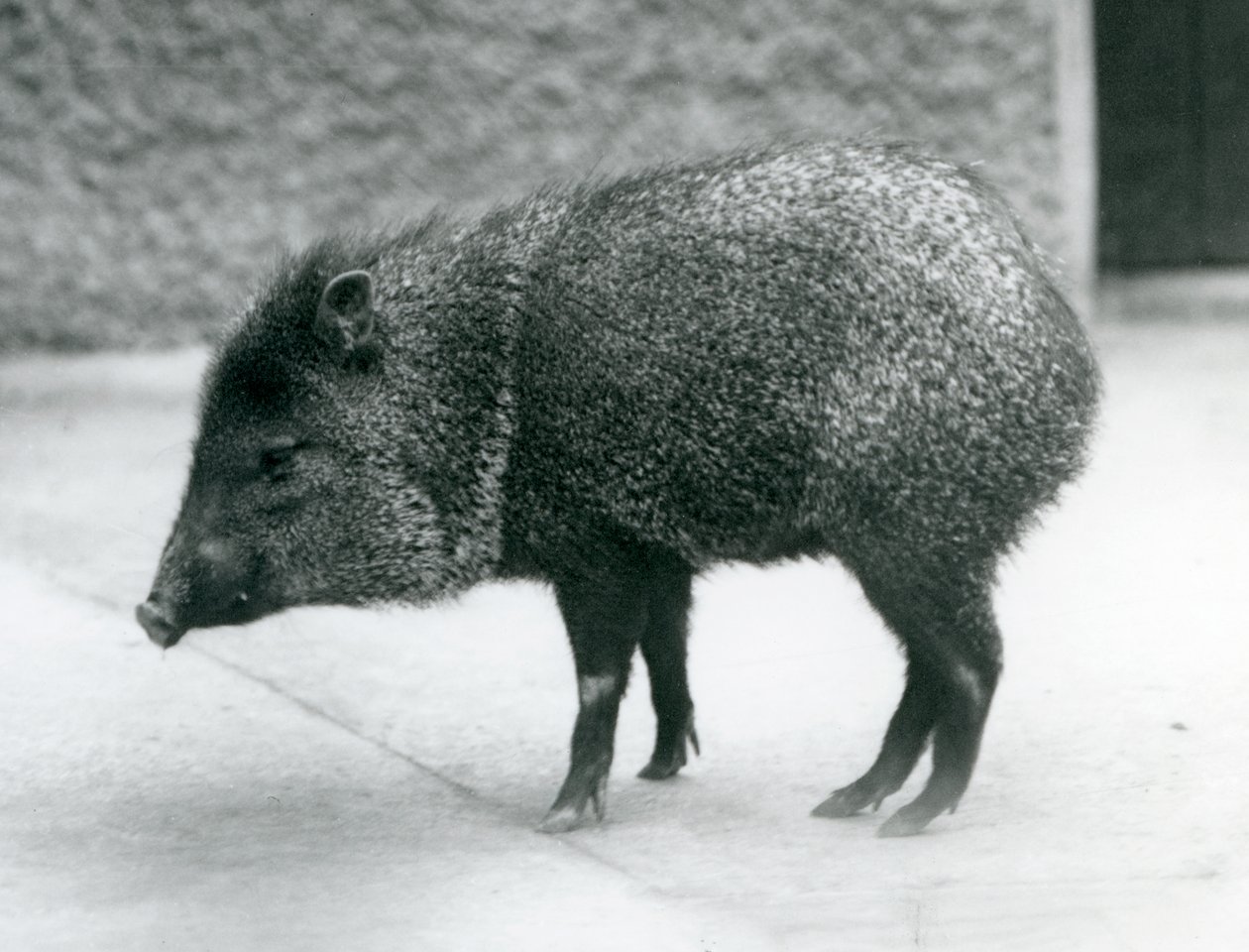 A Collared Peccary i London Zoo, 1927 av Frederick William Bond