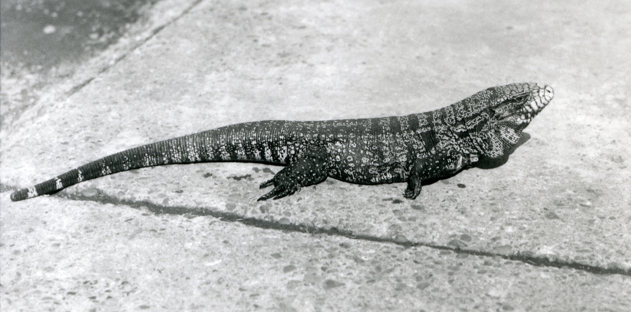 En CommonGoldGoldenBlackColumbian Tegu eller Tiger Lizard i London Zoo i august 1926 av Frederick William Bond