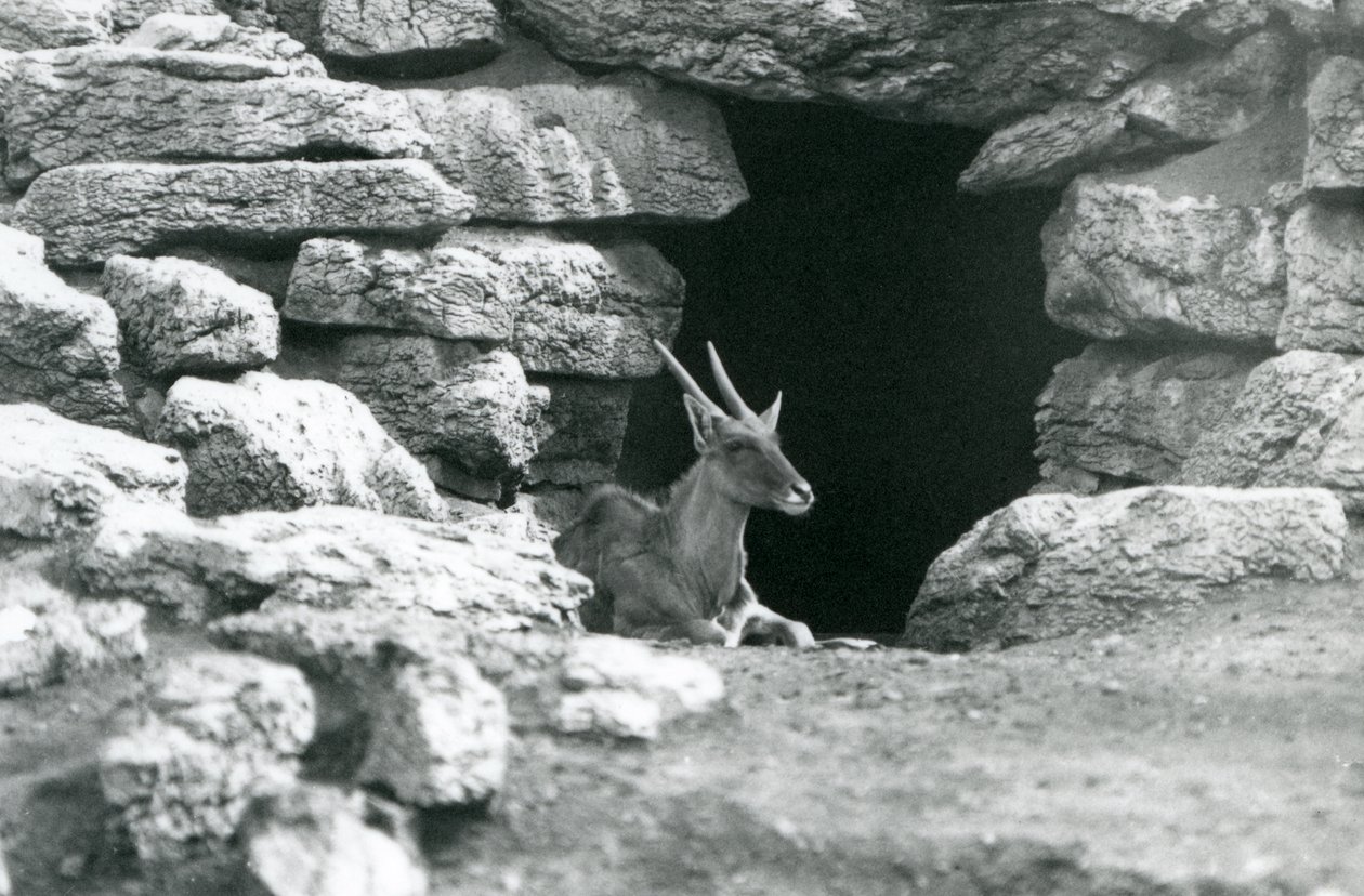 En vanlig eland som hviler i inngangen til lyet hans blant steinene i Eland/Antelope Paddock, London Zoo i 1929 (s/hv-bilde) av Frederick William Bond