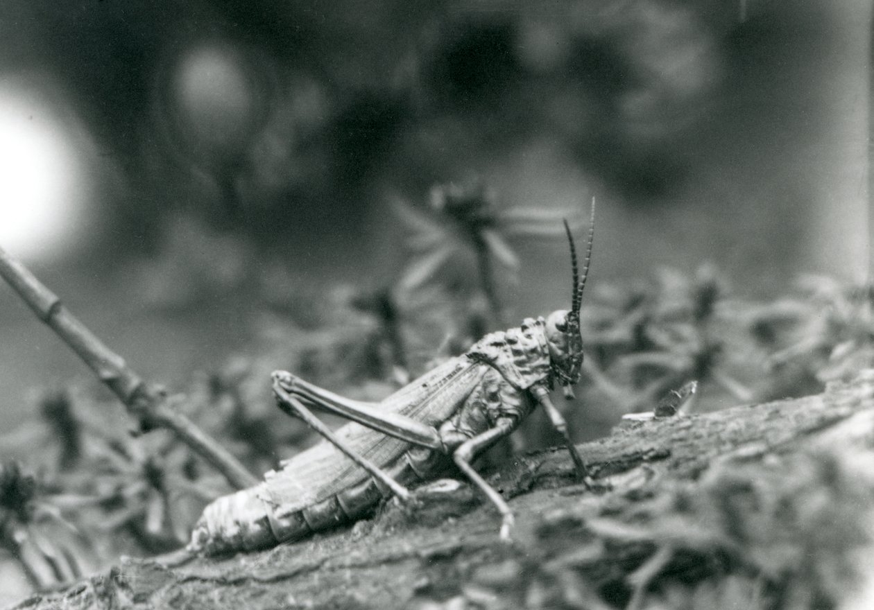 A Common Milkweed Locust i London Zoo, mai 1927 av Frederick William Bond