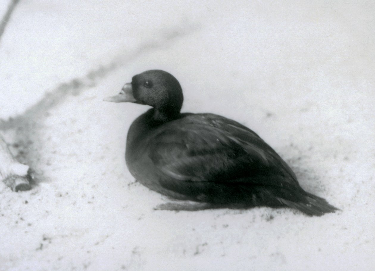 En vanlig skoter i London Zoo i 1925 av Frederick William Bond