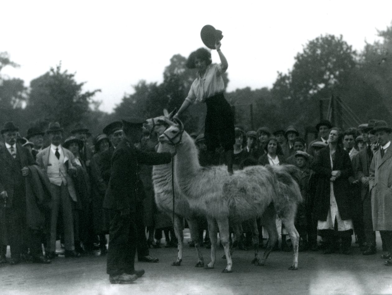 En cowgirl står over to lamaer under et besøk i London Zoo, i 1924 av Frederick William Bond