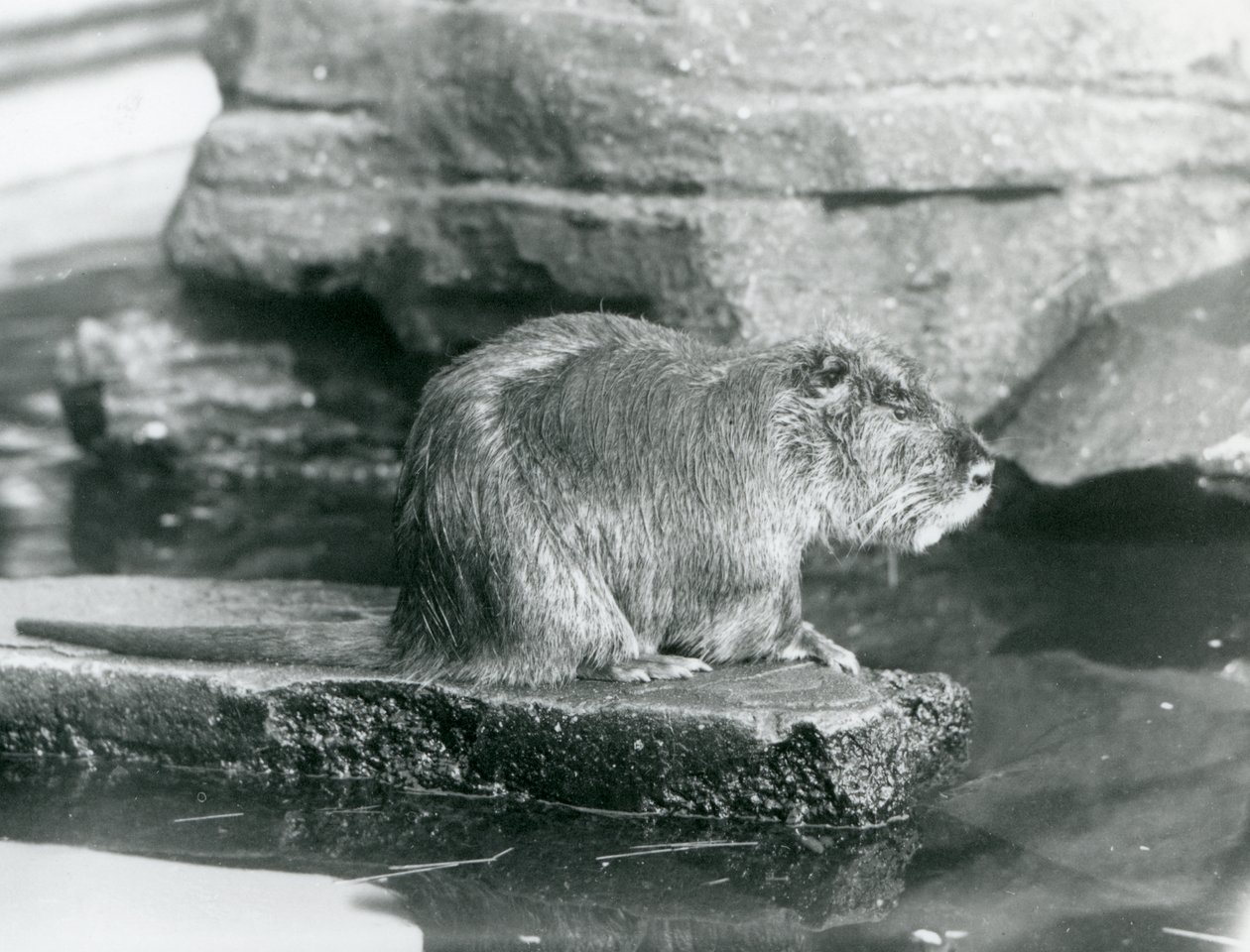 En Coypu sitter på en steinete avsats i et basseng i innhegningen i London Zoo, februar 1928 (s/hv-bilde) av Frederick William Bond