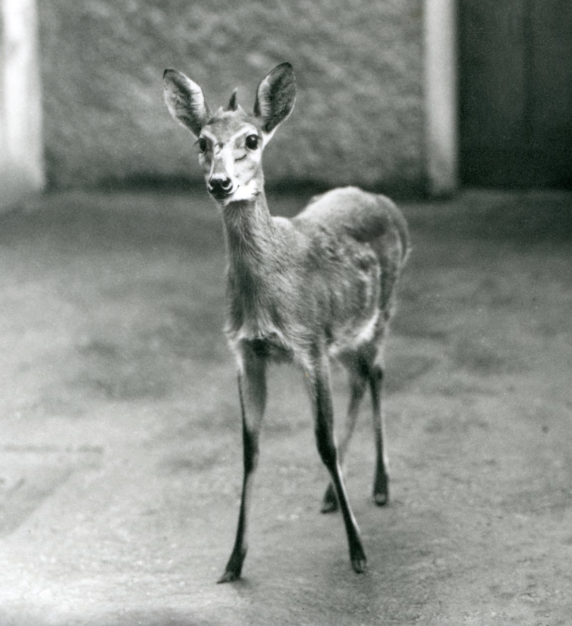 En kronet Sahel-vestafrikansk Bush Duiker i London Zoo i august 1927 av Frederick William Bond