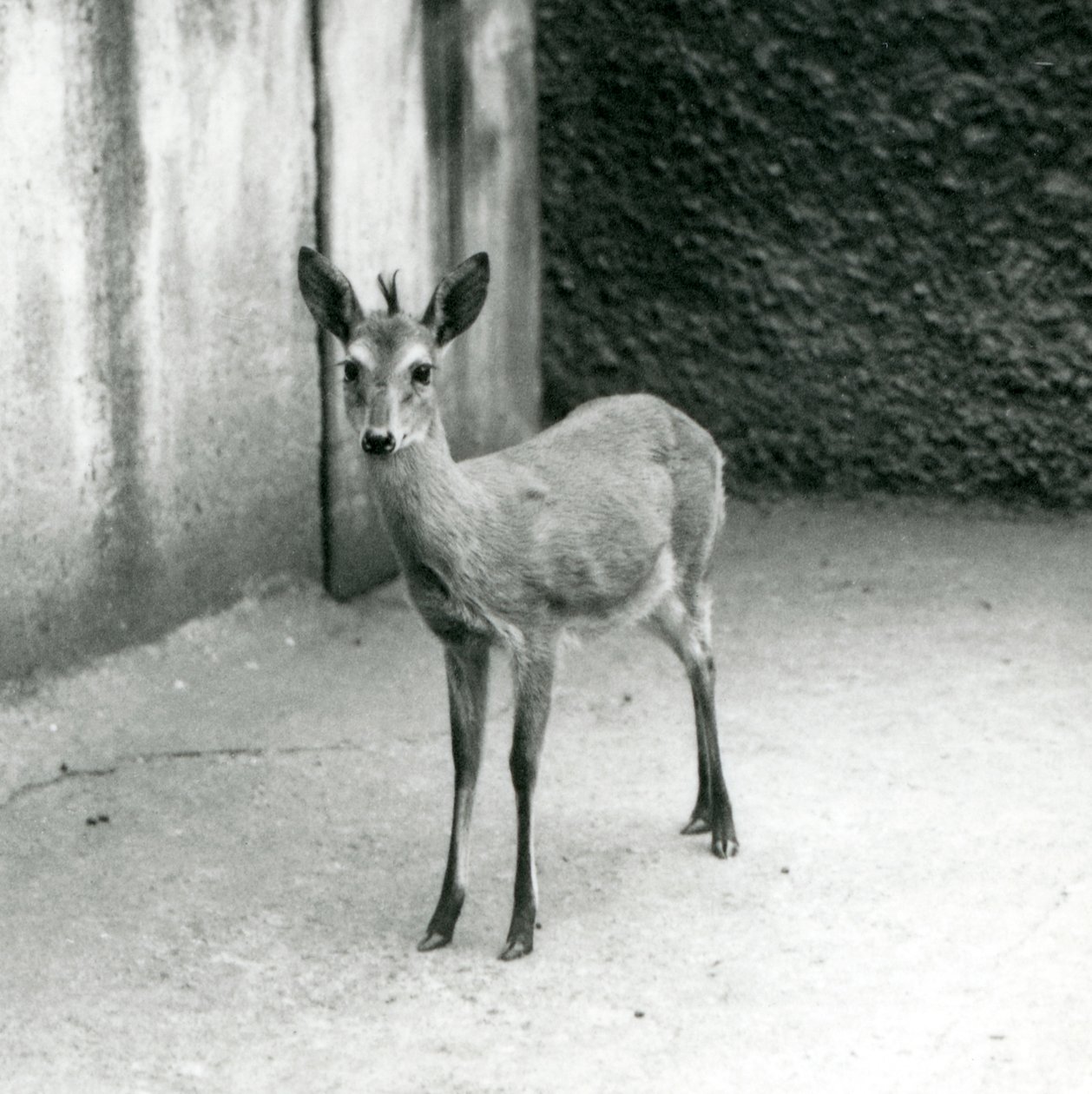 En kronet Sahel-vestafrikansk Bush Duiker i London Zoo i august 1927 av Frederick William Bond