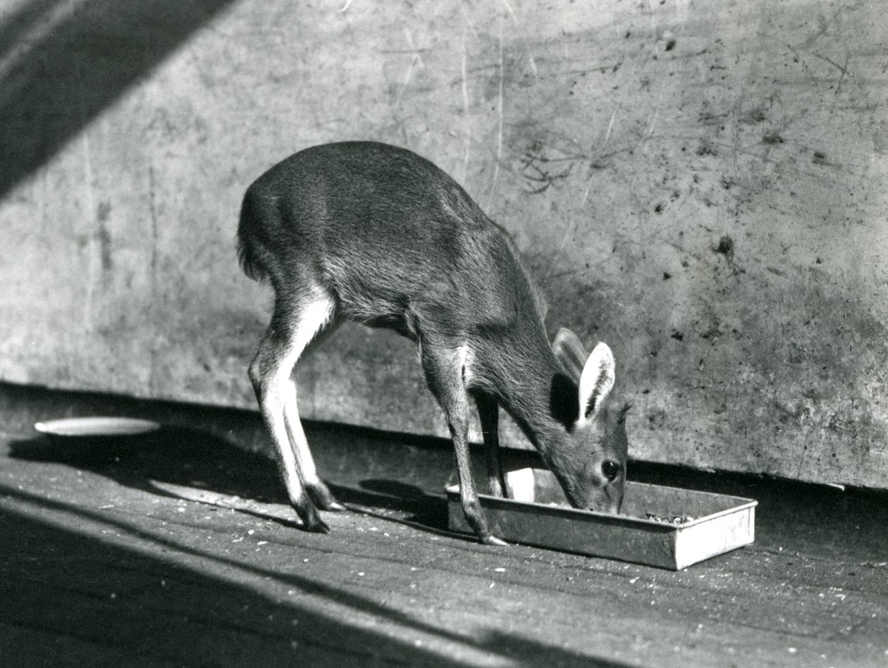En Duiker som fôrer fra et brett på bakken, London Zoo, juli 1925 av Frederick William Bond