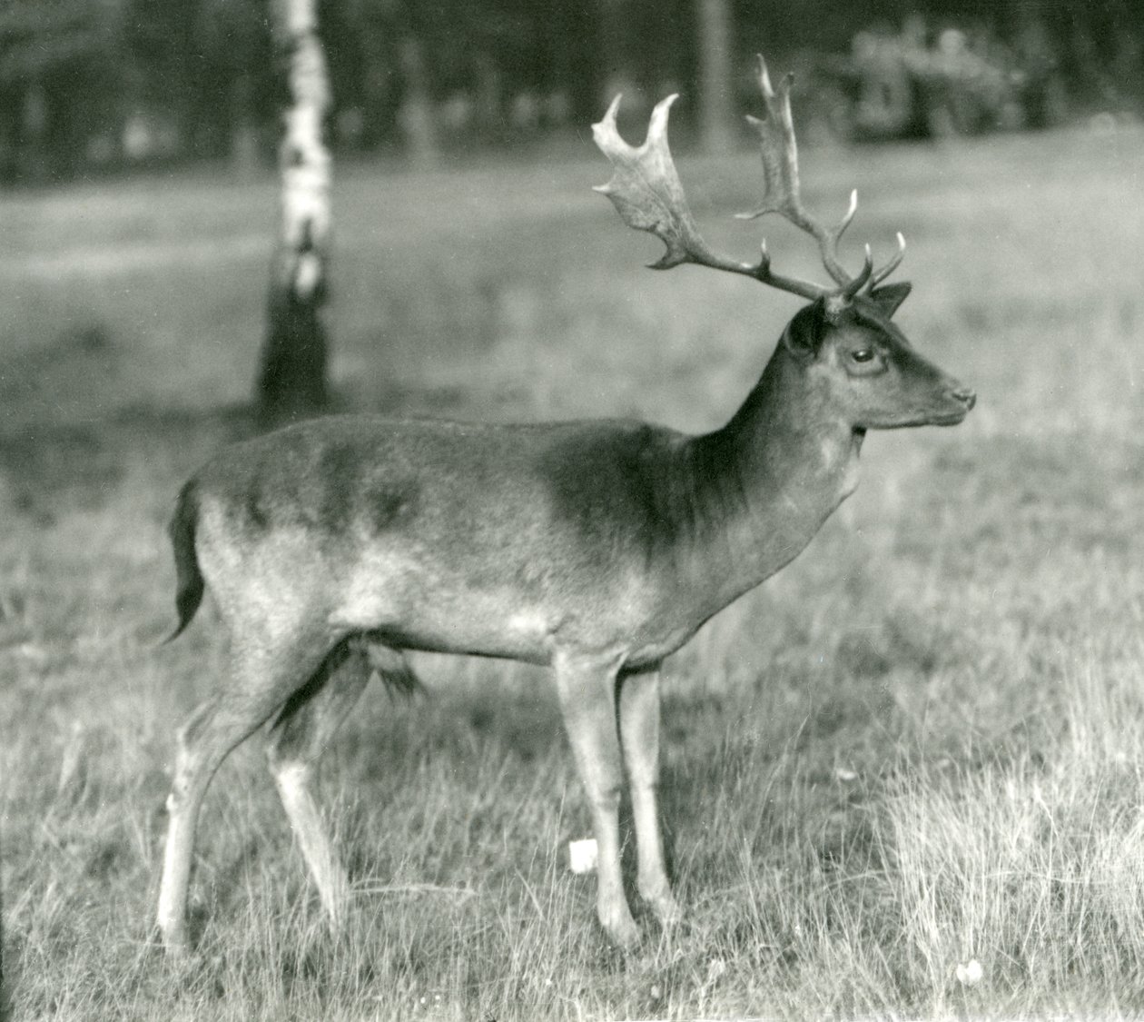 En dådyrbukk i London Zoo i oktober 1924 av Frederick William Bond