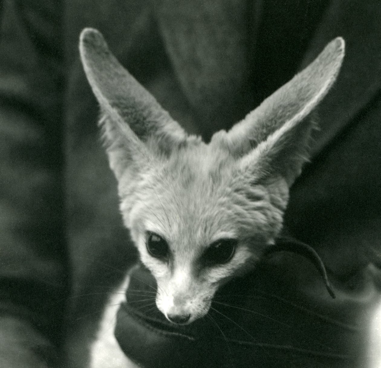 En Fennec Fox holdes rundt halsen av en hanskebeskyttet keeper, 1924 av Frederick William Bond