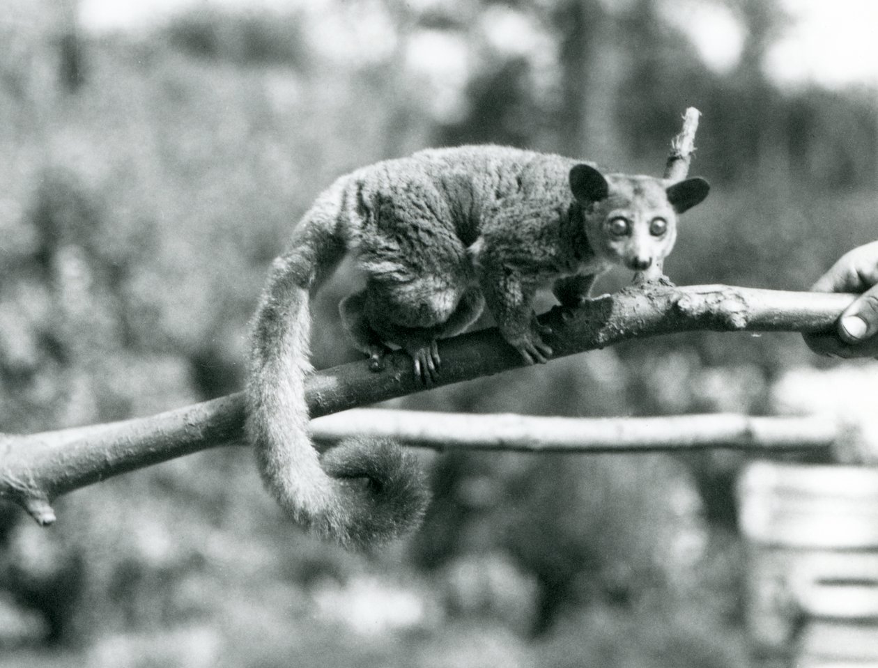 En Galago som går langs en gren som holdes av en keeper, London Zoo av Frederick William Bond