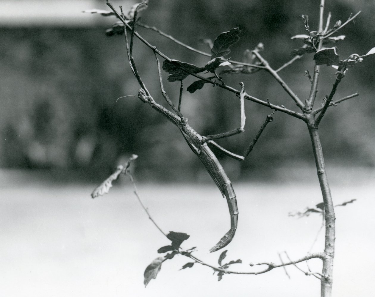 Et gigantisk pinneinsekt kamuflert på en kvist i London Zoo i 1923 av Frederick William Bond