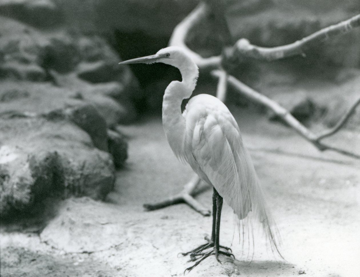 En Great Common Egret eller Great White Heron i avlsfjærdrakt, stående på gulvet i innhegningen i London Zoo i juni 1928 av Frederick William Bond