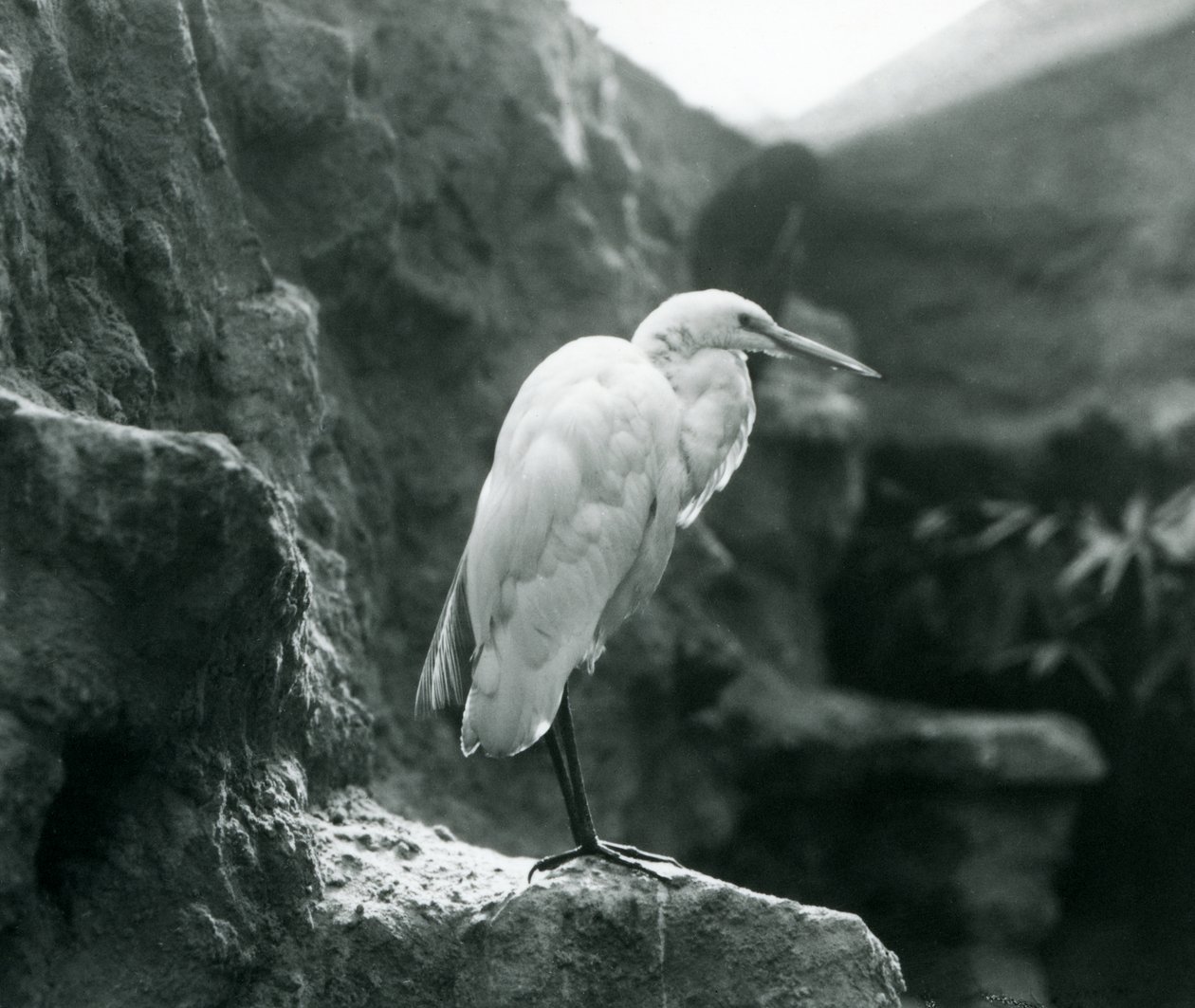 En Great Common Egret eller Great White Heron stående på en stein i London Zoo i september 1927 av Frederick William Bond
