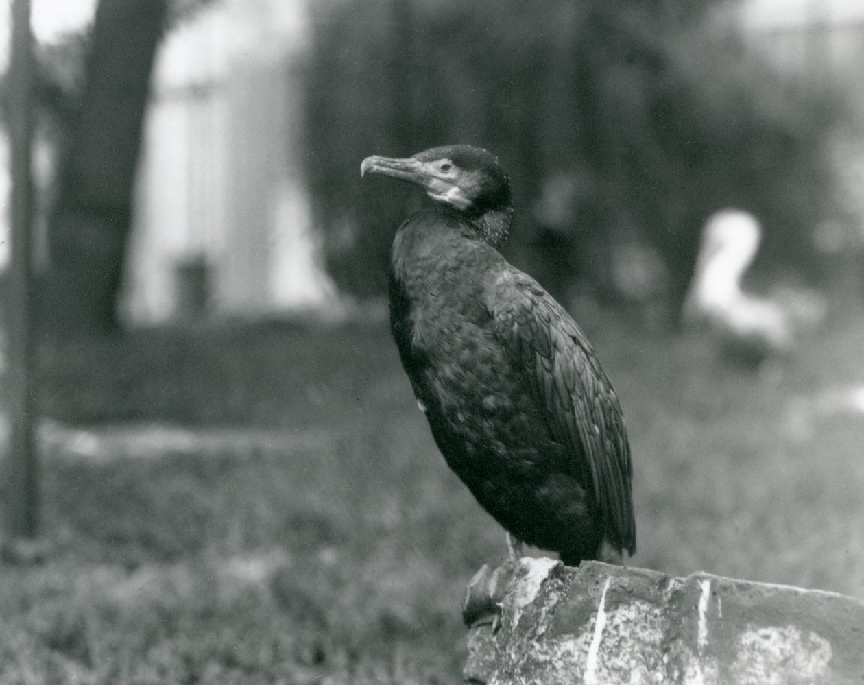En storskarv i London Zoo i september 1927 av Frederick William Bond