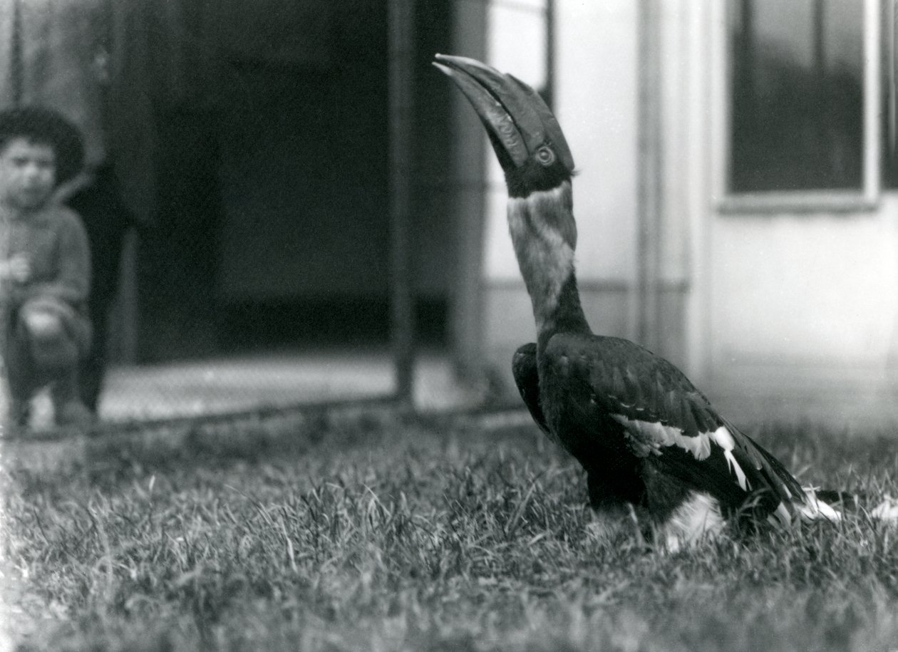 En hornfugl ser oppover mens han står på gresset i volieren, mens en liten gutt ser på i bakgrunnen, London Zoo, 1924 av Frederick William Bond
