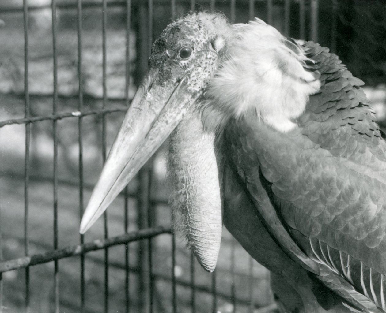 En større adjutantstork ved London Zoo i juli 1925 av Frederick William Bond