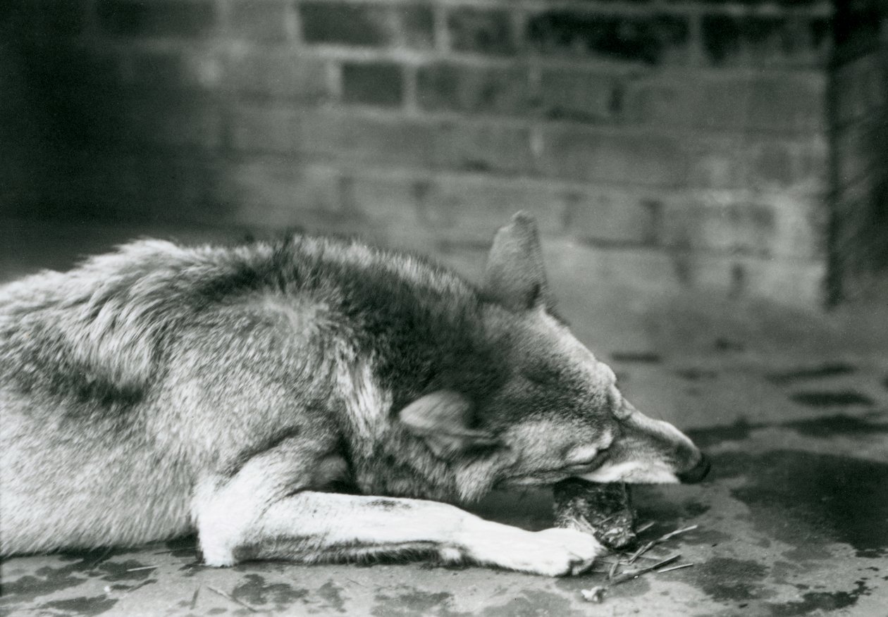 En gråtømmerulv som lå ned for å spise i London Zoo i 1927 av Frederick William Bond